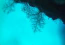 hydroid trees 